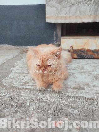 Pure Persian Female Cat